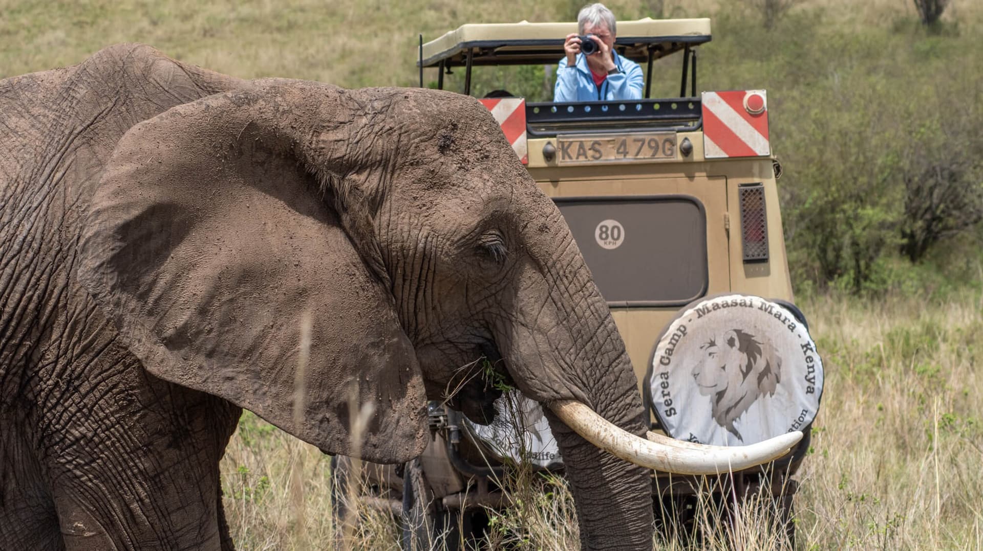 Elephant