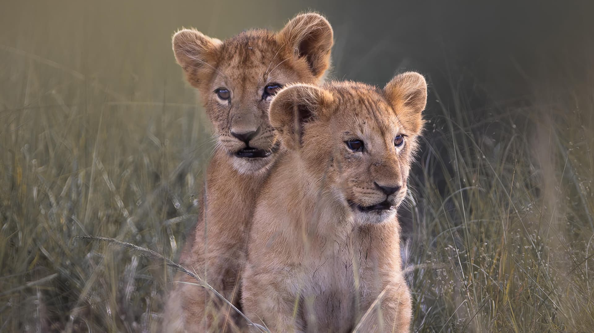 Lions